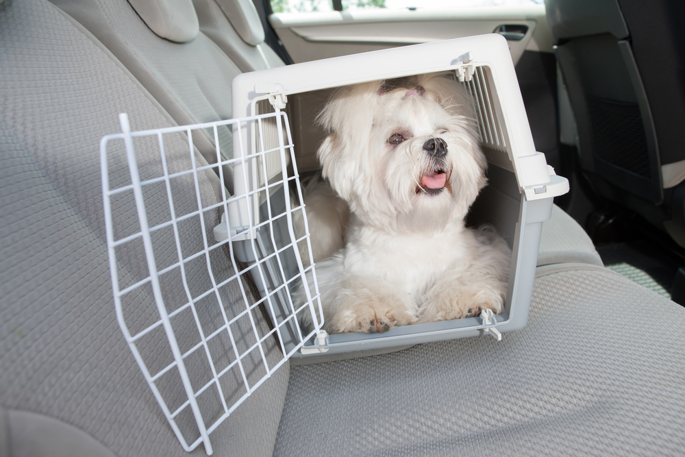 dog crate in car.jpg